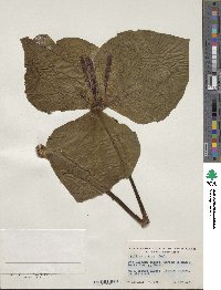 Image of Trillium viride