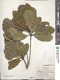 Terminalia catappa image