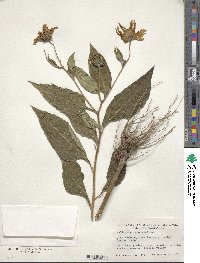 Helianthus tuberosus image