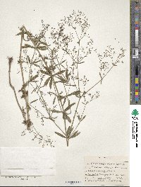 Gypsophila paniculata image