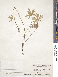 Delphinium tricorne image
