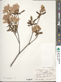 Rhododendron yedoense f. poukhanense image