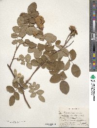 Rosa gallica image