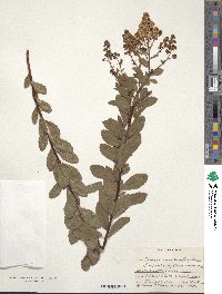 Spiraea alba var. latifolia image