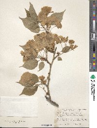 Prunus serrulata image