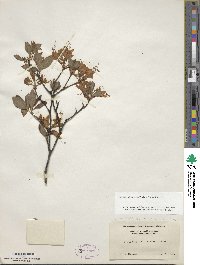 Rhododendron prinophyllum image