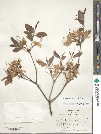 Rhododendron prinophyllum image