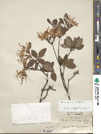 Rhododendron prinophyllum image