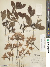 Rhododendron prinophyllum image