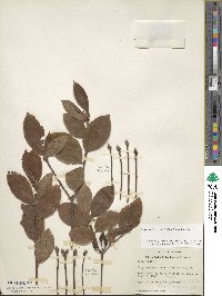 Rhododendron prinophyllum image