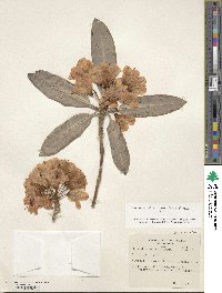 Rhododendron principis image