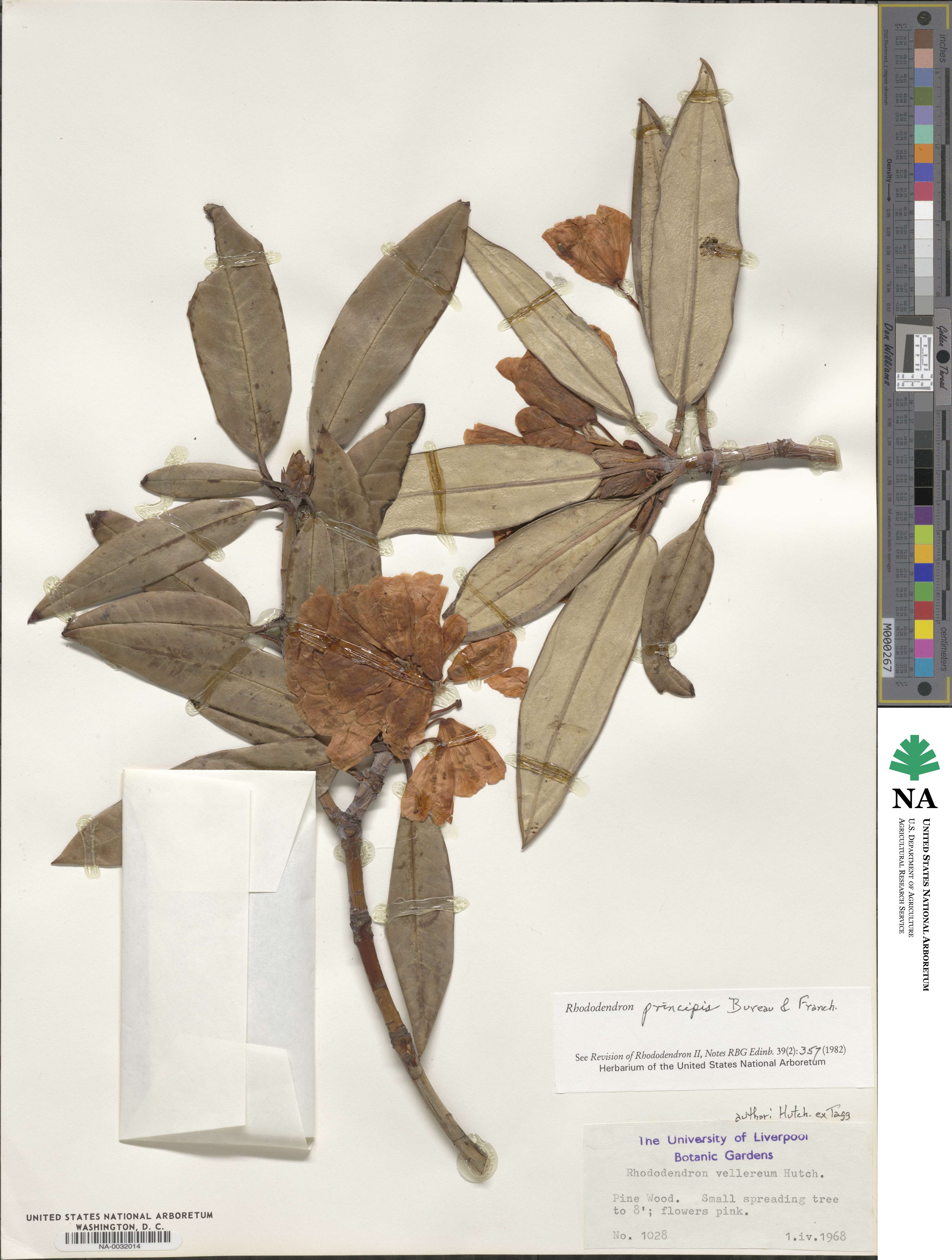 Rhododendron principis image