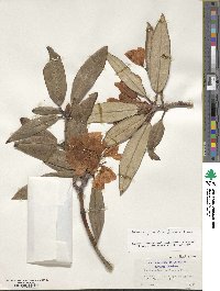 Rhododendron principis image