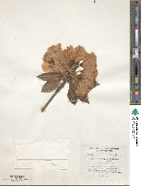 Rhododendron pseudochrysanthum image