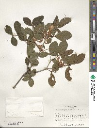 Rhododendron prunifolium image