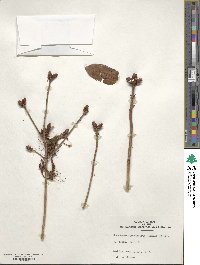 Rhododendron prunifolium image