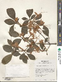 Rhododendron prunifolium image