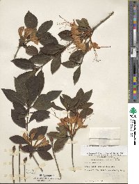 Rhododendron prunifolium image