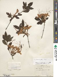 Rhododendron prunifolium image