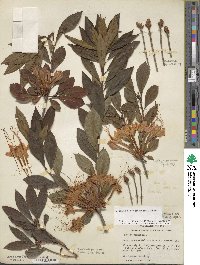 Rhododendron prunifolium image