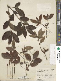Rhododendron prunifolium image