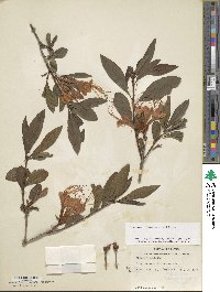 Rhododendron prunifolium image