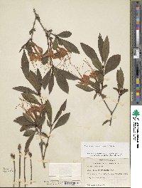 Rhododendron prunifolium image