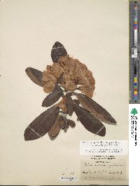 Rhododendron protistum image