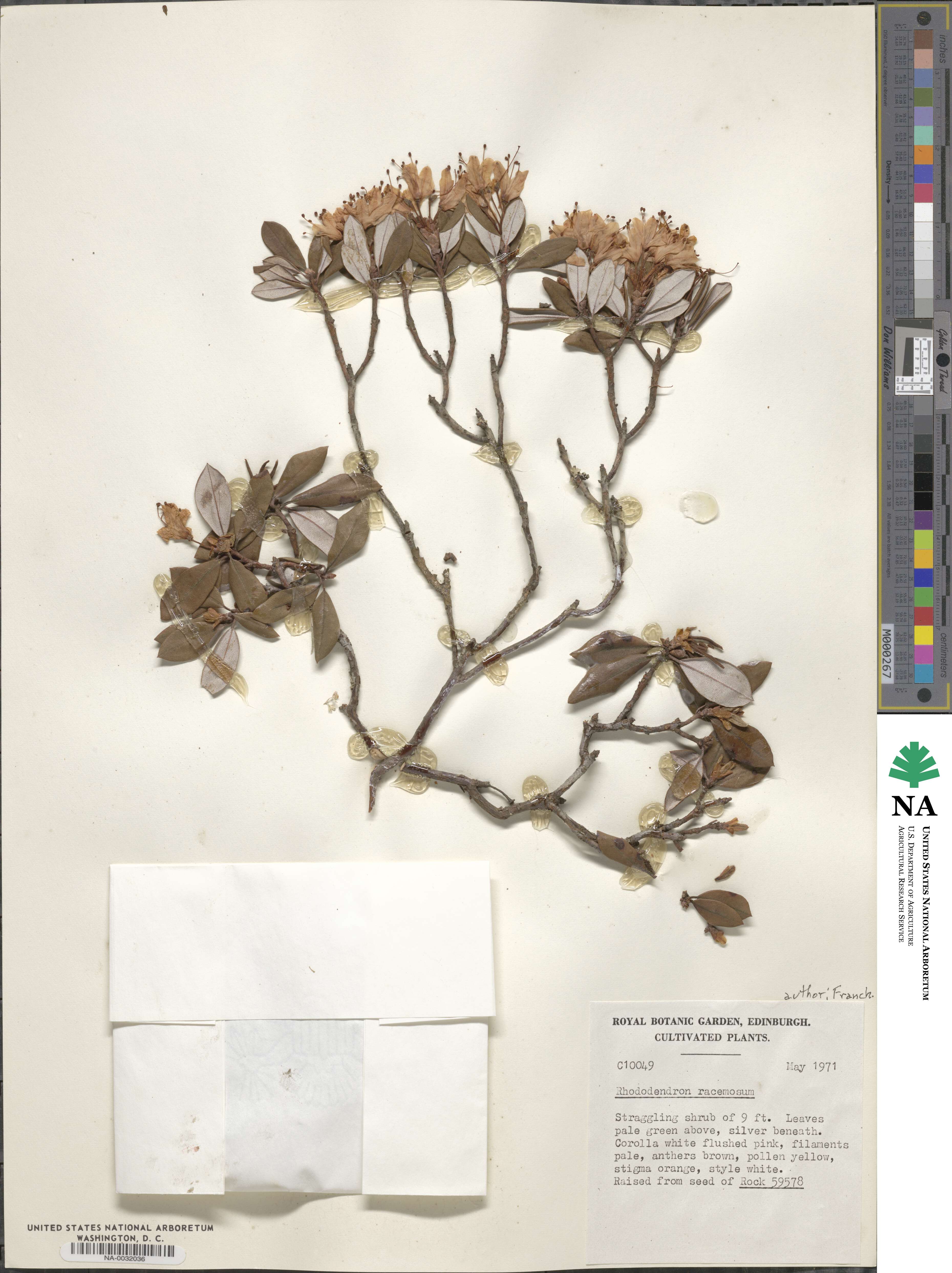 Rhododendron racemosum image