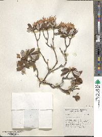 Rhododendron racemosum image