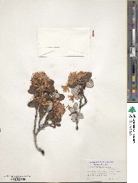 Rhododendron racemosum image