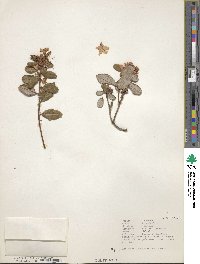 Rhododendron racemosum image