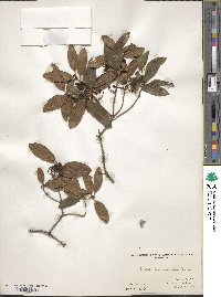 Rhododendron racemosum image