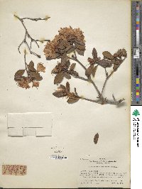 Rhododendron racemosum image