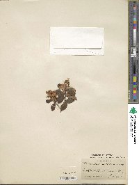 Rhododendron racemosum image