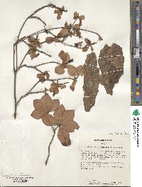 Rhododendron quinquefolium image