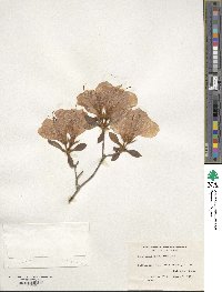 Rhododendron pulchrum image