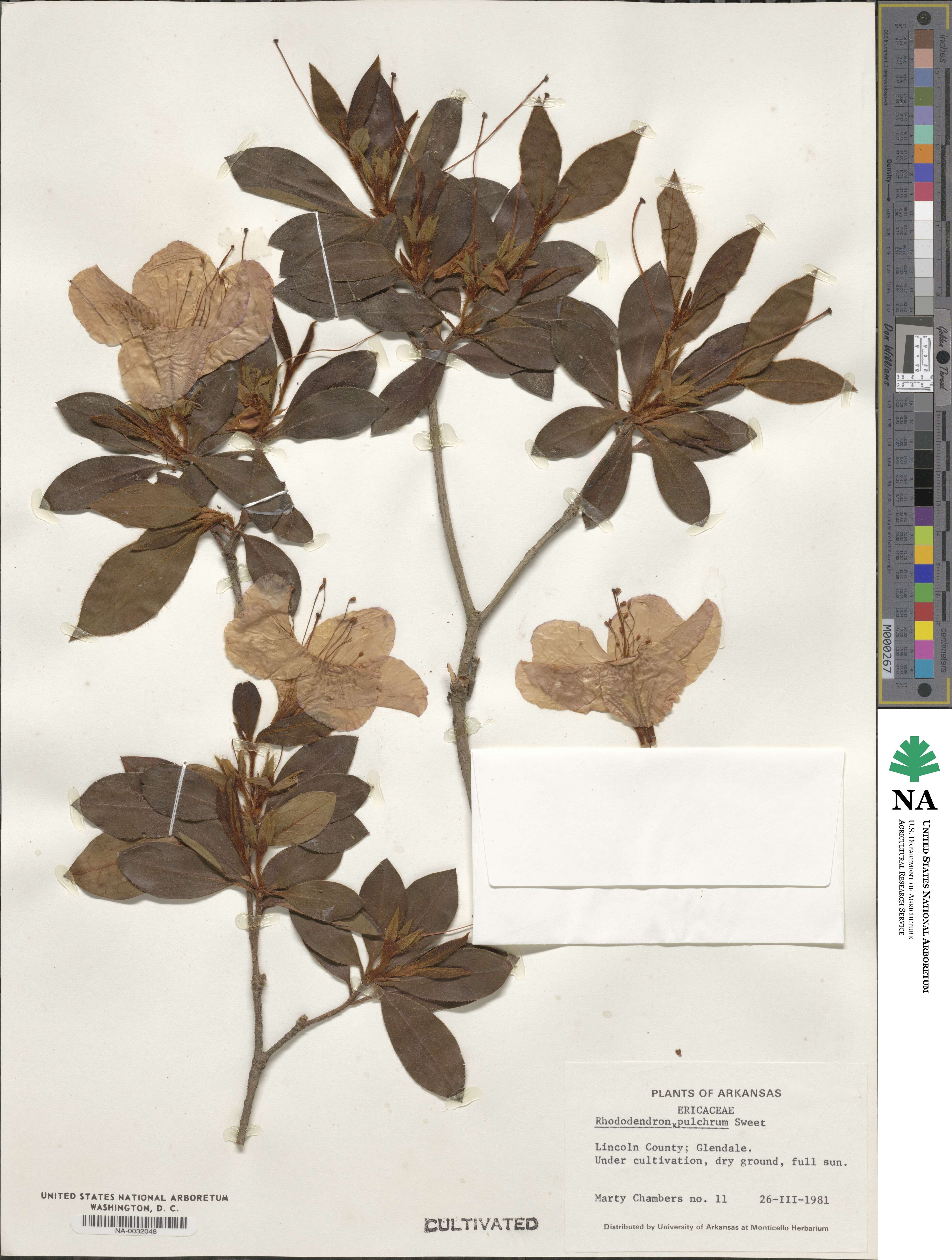 Rhododendron pulchrum image