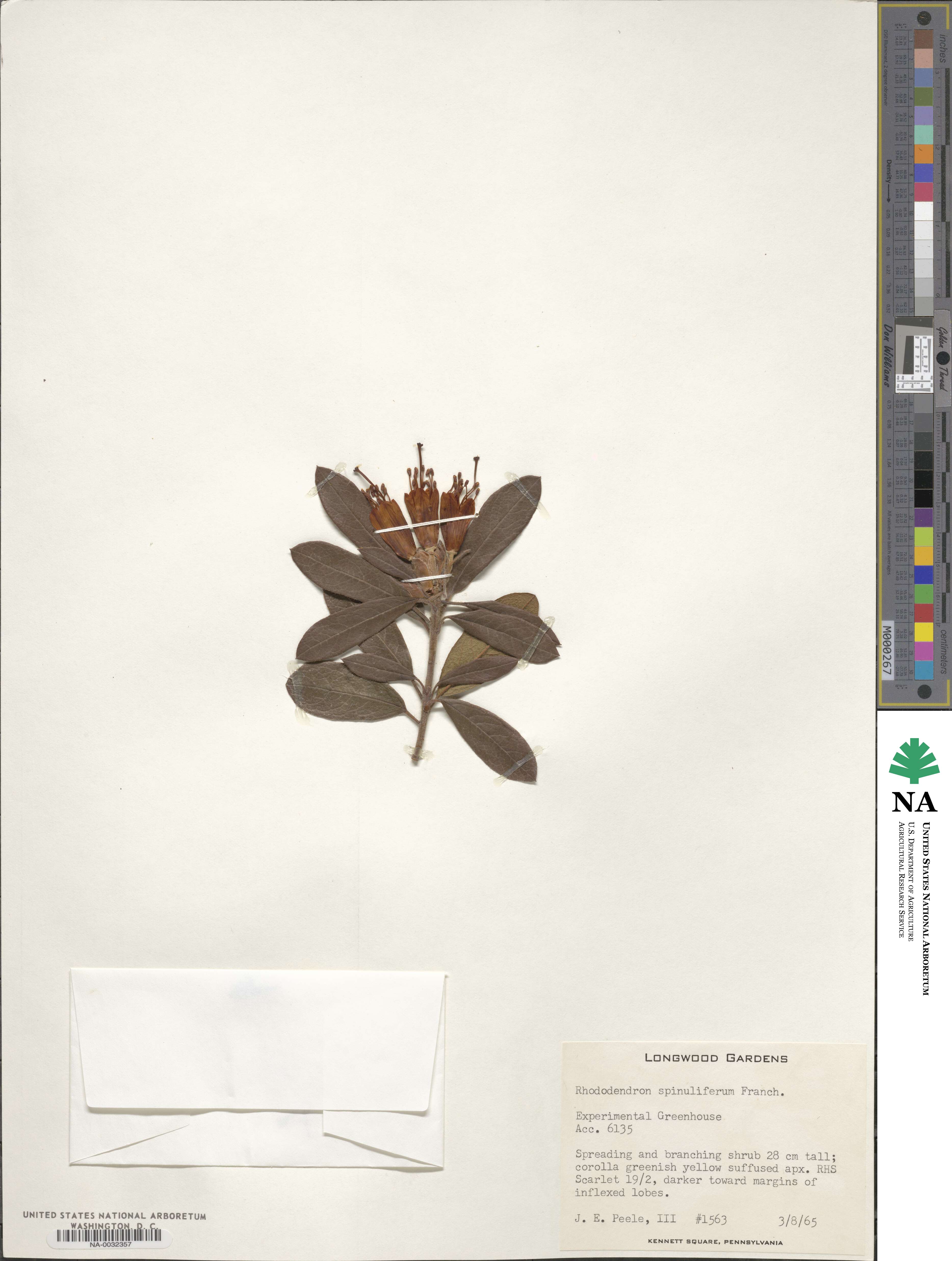 Rhododendron spinuliferum image