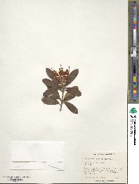 Rhododendron spinuliferum image