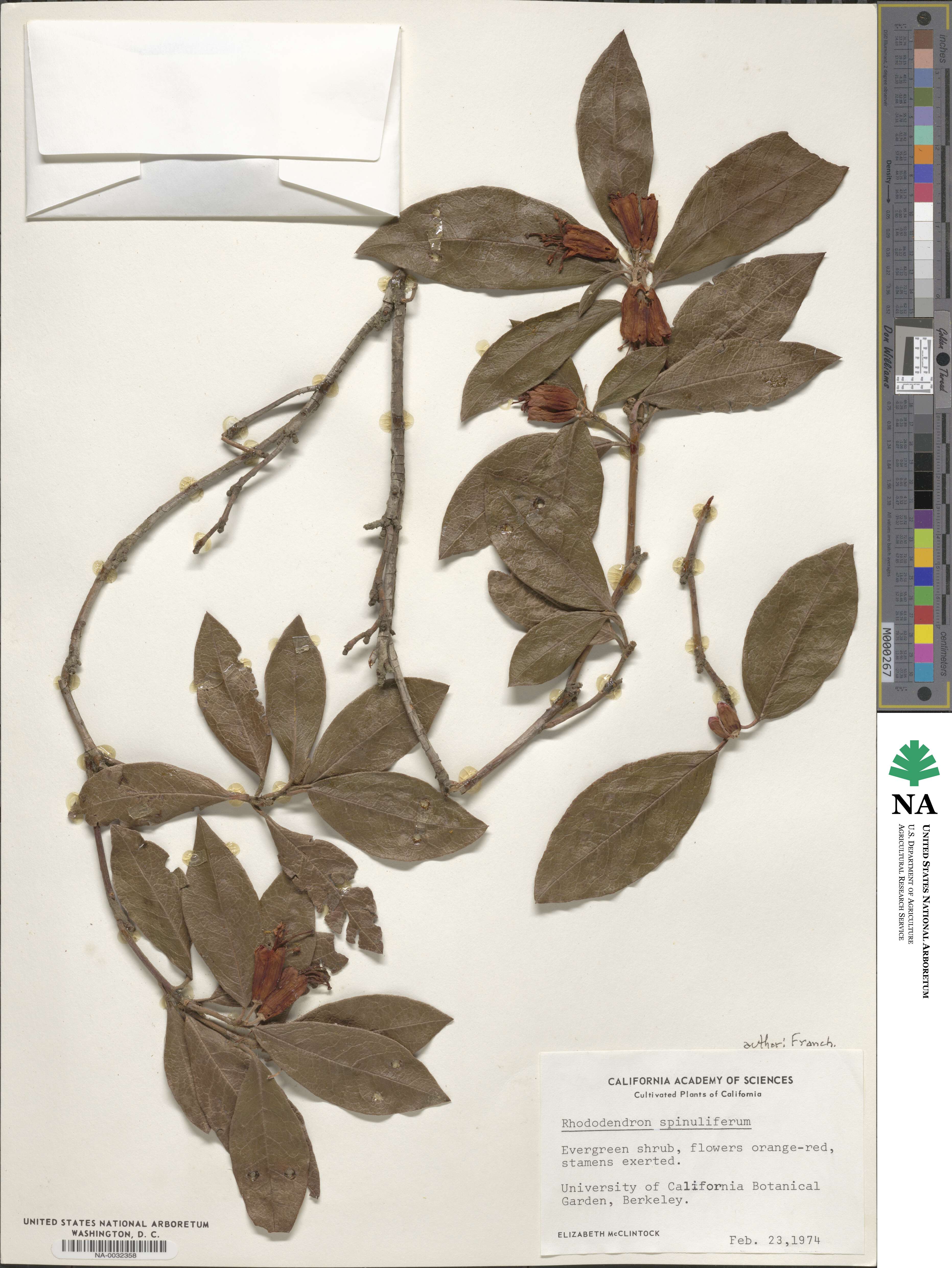 Rhododendron spinuliferum image