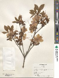 Rhododendron simsii image