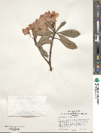 Rhododendron simiarum image