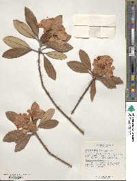 Rhododendron simiarum image