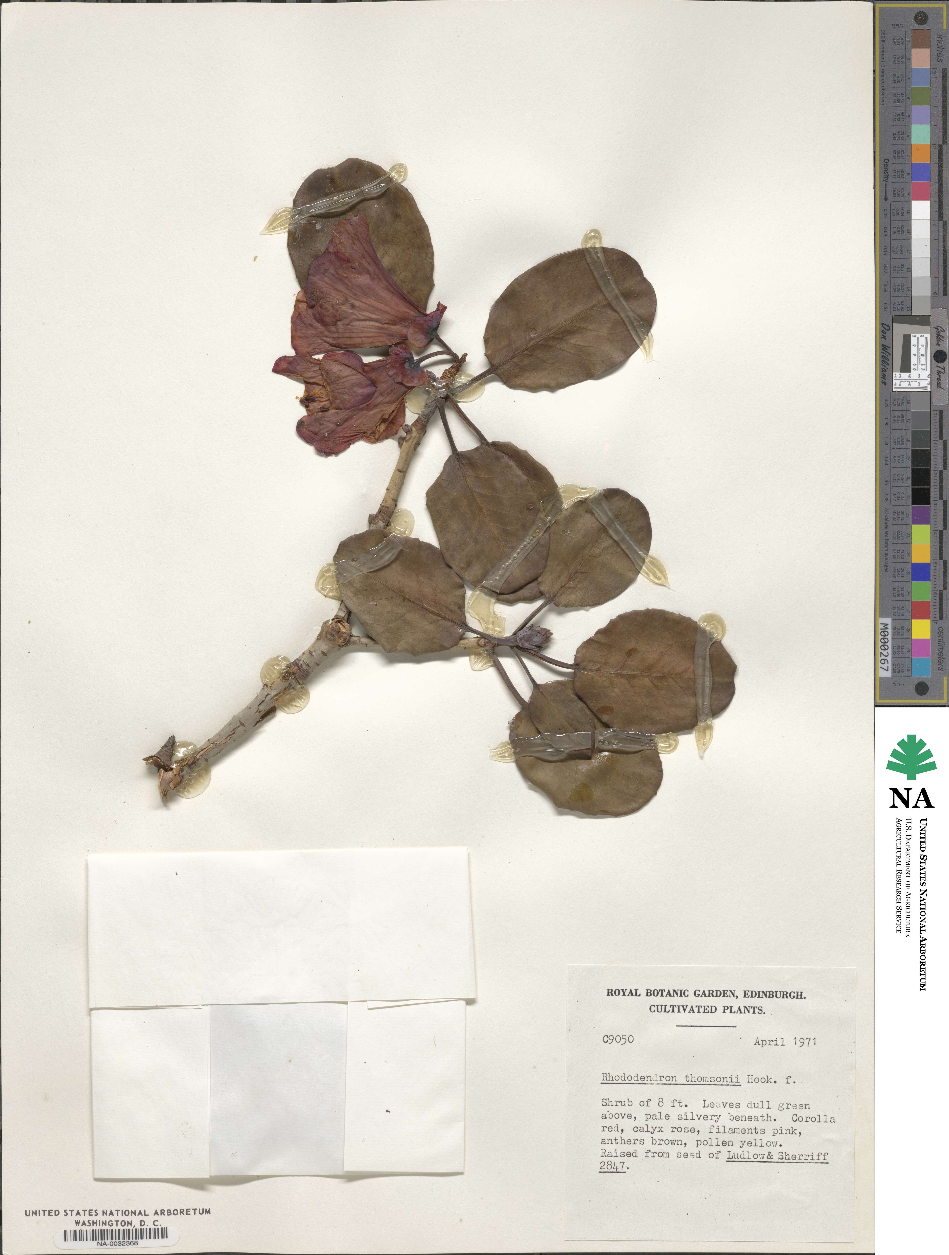 Rhododendron thomsonii image