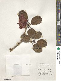 Rhododendron thomsonii image