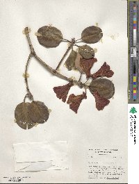 Rhododendron thomsonii image