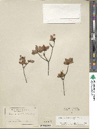 Rhododendron tschonoskii image