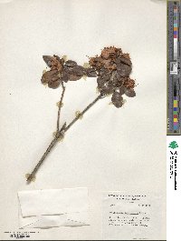 Rhododendron tatsienense image