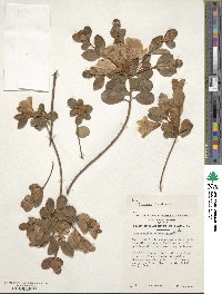 Rhododendron eriocarpum image